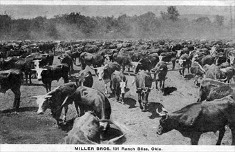 Les Buffles du Ranch 101, créé en 1892 par  Georges W.Miller
