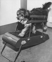 The home trainer for dogs