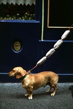 The saussage-leash