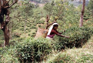 Tea harvest in Sri Lanka