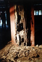 Termite Devoured Beam