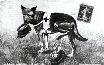 A Red Cross dog