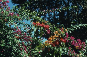 Clusters of Haitian flowers