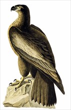 Orfraie ou grand aigle de mer par John James Audubon, naturaliste et peintre américain