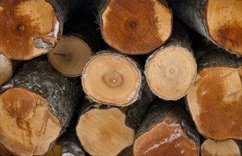 Wood logs