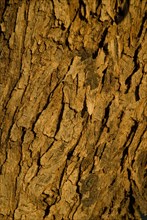 Palm tree closeup