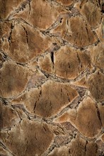 Palm tree closeup