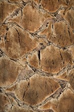 Palm tree closeup