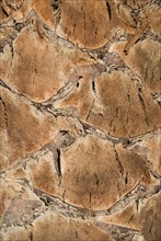 Palm tree closeup