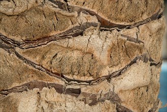 Palm tree closeup