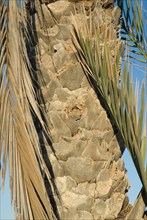 Palm tree closeup