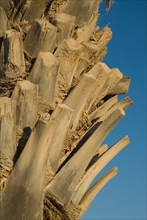 Palm tree closeup
