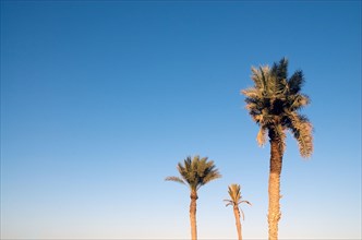 Palmiers de Tunisie