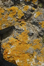 Lichen on a rock, Belle-Île-en-Mer, France