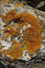 Lichen on a rock, Belle-Île-en-Mer, France