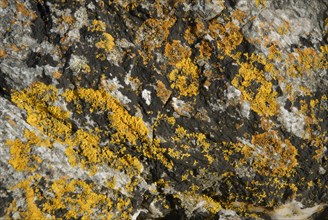 Lichen on a rock, Belle-Île-en-Mer, France