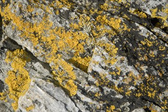 Lichen on a rock, Belle-Île-en-Mer, France