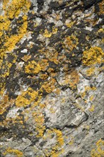 Lichen on a rock, Belle-Île-en-Mer, France