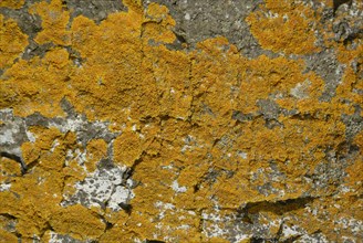Lichen on a rock, Belle-Île-en-Mer, France