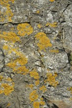 Lichen on a rock, Belle-Île-en-Mer, France