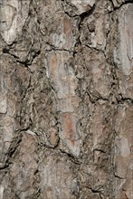 Tree bark from the Forêt de Coubre, France, 2008