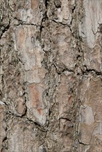 Tree bark from the Forêt de Coubre, France, 2008