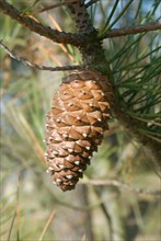 Pine cone, closeup