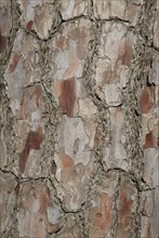 Tree bark from the Forêt de Coubre, France, 2008