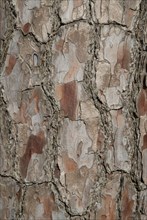 Tree bark from the Forêt de Coubre, France, 2008