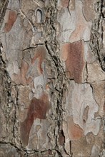 Tree bark from the Forêt de Coubre, France, 2008