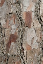Tree bark from the Forêt de Coubre, France, 2008
