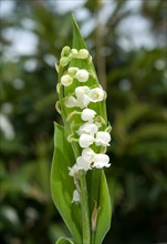 Blade of lily of the valley
