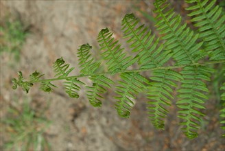 Fern of a forest in Ronce le Bains, 2008