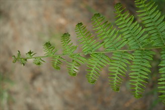 Fern of a forest in Ronce le Bains, 2008