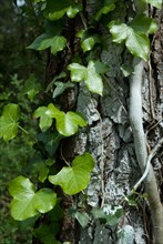 Ivy on a tree in a forest of Ronce le Bains, 2008