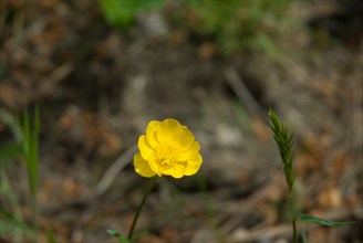 Buttercup, closeup