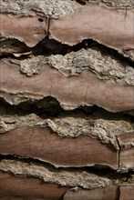 Tree bark from the Forêt de Coubre, France, 2008