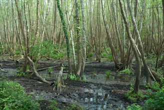 Swamp in the Foret de Coubre, France