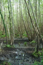 Swamp in the Foret de Coubre, France