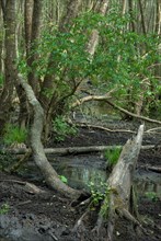 Swamp in the Foret de Coubre, France