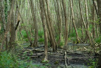 Swamp in the Foret de Coubre, France