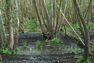 Swamp in the Foret de Coubre, France
