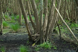 Swamp in the Foret de Coubre, France