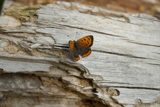 Butterfly laying on a tree bark