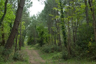 Forêt de Coubre, Ronce le Bains