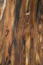 Tree bark from the Forêt de Coubre, France, 2008