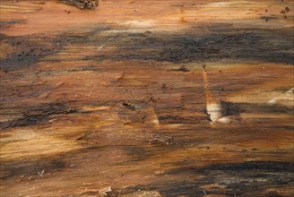 Tree bark from the Forêt de Coubre, France, 2008
