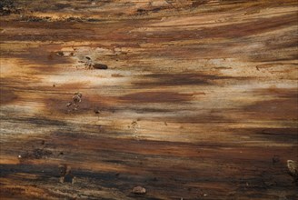 Tree bark from the Forêt de Coubre, France, 2008