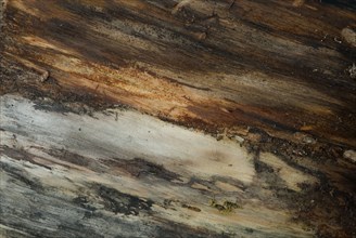 Tree bark from the Forêt de Coubre, France, 2008