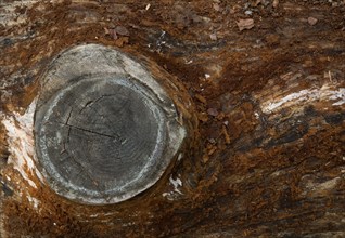 Tree bark from the Forêt de Coubre, France, 2008